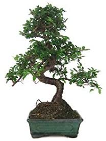 regalos-para-padrinos-bonsai-1