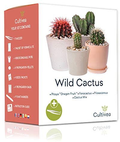regalos-para-padrinos-cactus-1